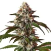 Thai Dream Auto