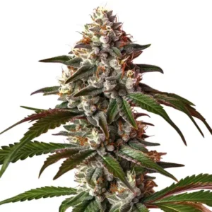 Thai Dream Auto