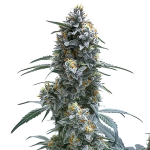Trainwreck Autoflower