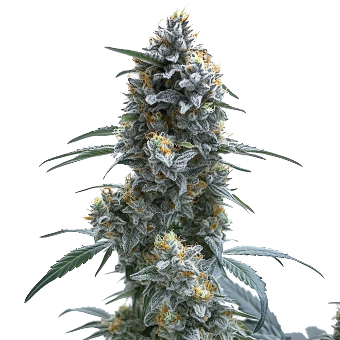 Trainwreck Autoflower