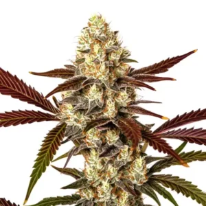 Watermelon Gelato Auto