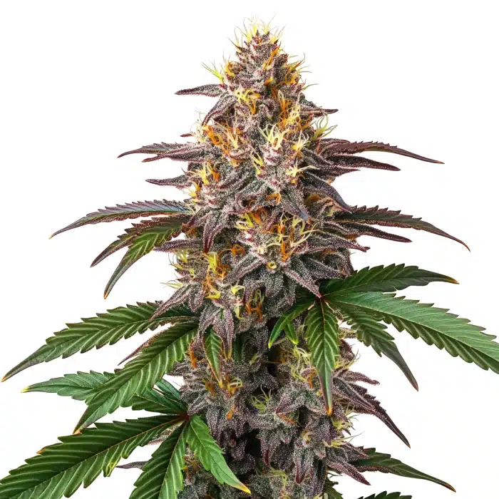 Watermelon Gelato