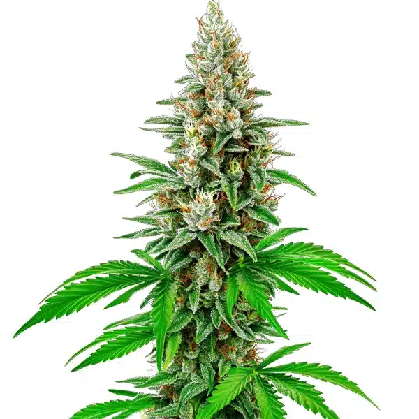 White Rhino Auto