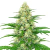 White Widow Autoflower