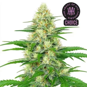 White Widow Autoflower HMC Edition