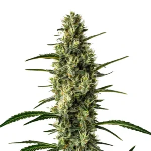 Wild Thai